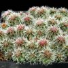 Echinocereus_rigidissimus_1